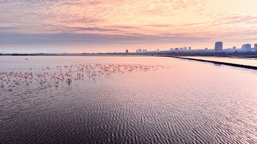 Flamingo flock takes flight over lake at sunset, Bulgaria. Pink sky reflects on rippled water near a distant city skyline.