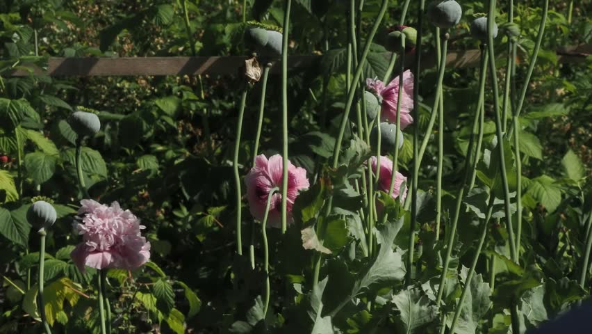 Seed heads of annual poppies bobbing around in the wind