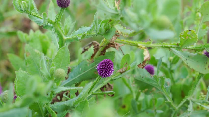 honey bee perched on a purple flower