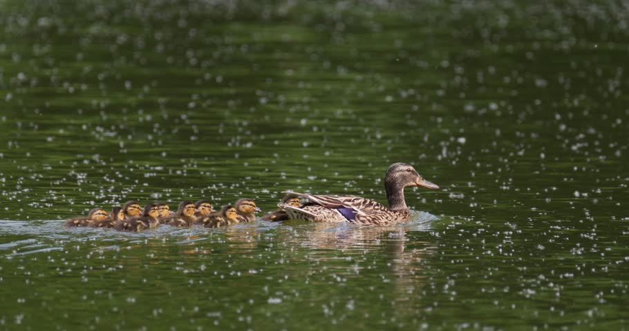 Mallard duck family with ducklings swimming together on summer lake with fluff slow motion