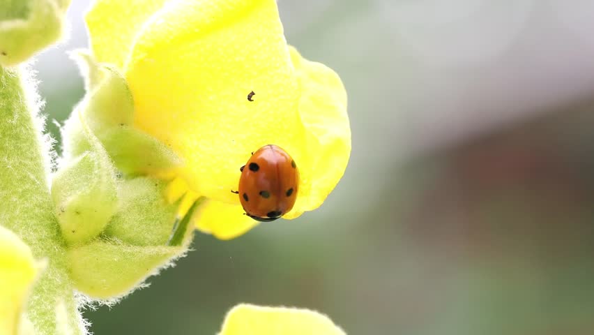 Red and black spotted ladybird on yellow mullein flower.