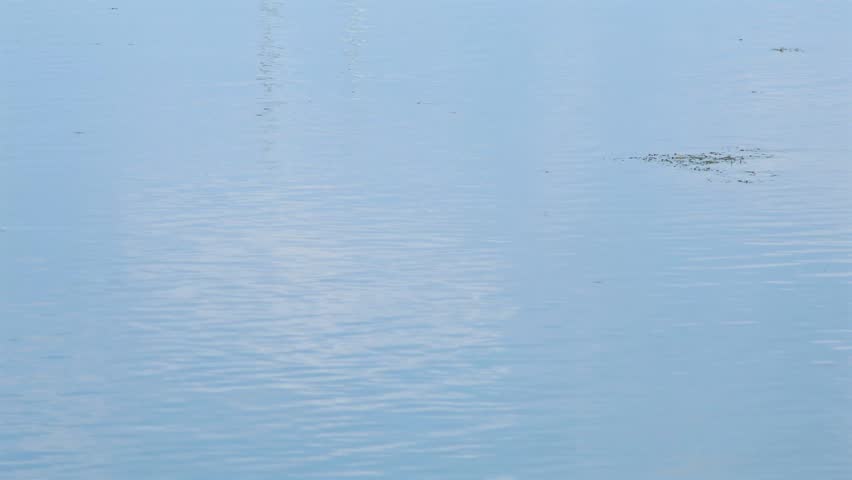 A row of ducks glides single file across glassy calm water leaving gentle ripples behind Reflecting the quiet harmony of natural wildlife, Monona Bay Madison Wisconsin, static shot