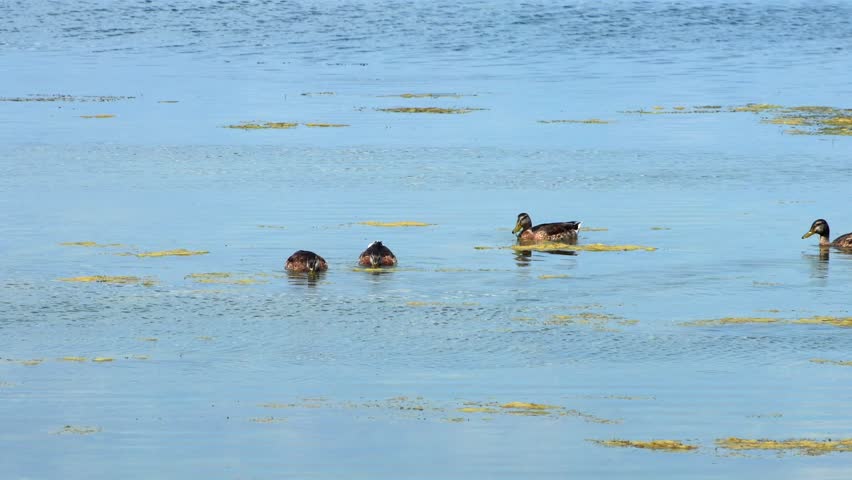 Static shot of four ducks foraging and swimming together on calm water dotted with patches of floating algae at Lake Monona in Madison Wisconsin