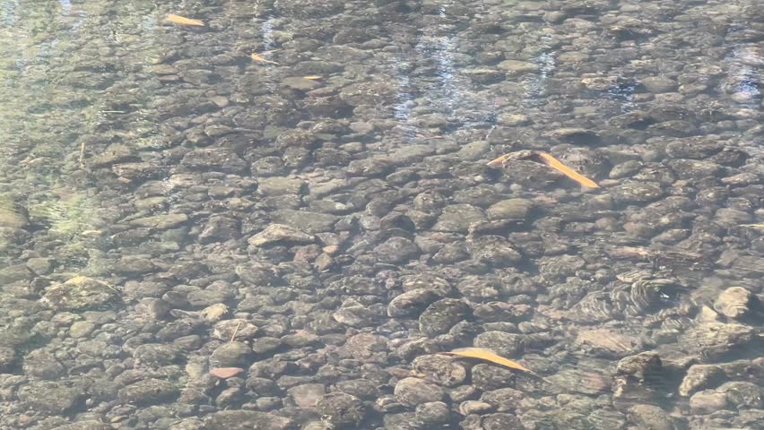 Slow gentle stream flowing over smooth rocks, with dry sunken leaves resting quietly on the clear shallow riverbed.