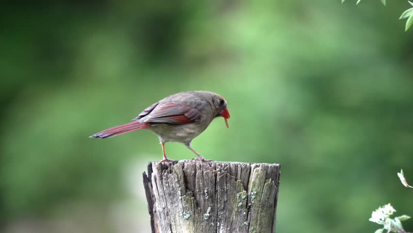 Beautiful 4K footage of a male Northern Cardinal (Cardinalis cardinalis) feeding a female cardinal perched on a weathered wooden stump in soft natural light, capturing courtship feeding, pair bonding, and the beauty of their natural woodland habitat.