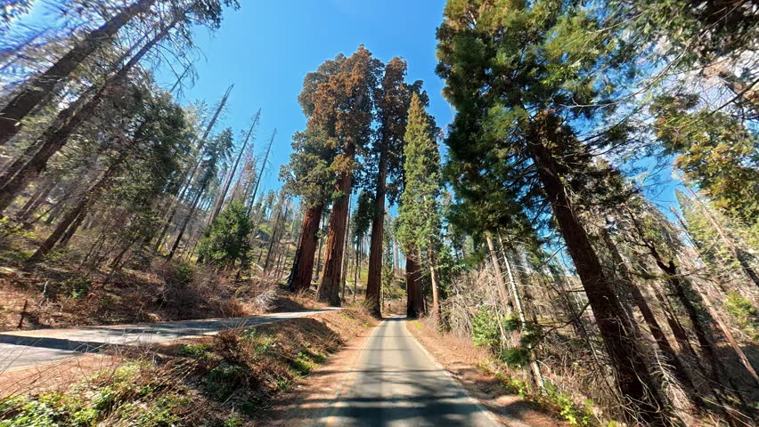 Giant sequoia trees beside a forest road in Sequoia National Park California, Driving video passes fire damaged woodland under a clear blue sky