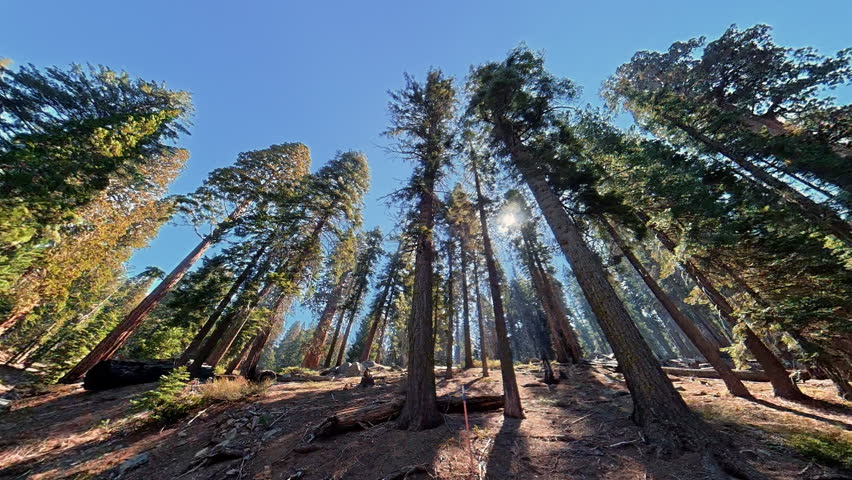 Giant sequoia forest in Sequoia National Park California viewed from below, Upward video shows tall trunks sunlight rocks and fallen trees on sunny day