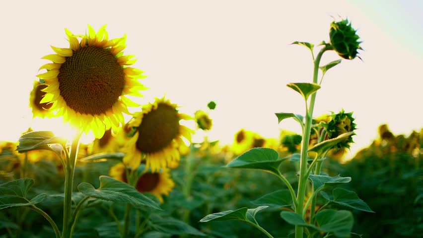 Sunflowers blooming in a vast field with the warm evening sun in the background