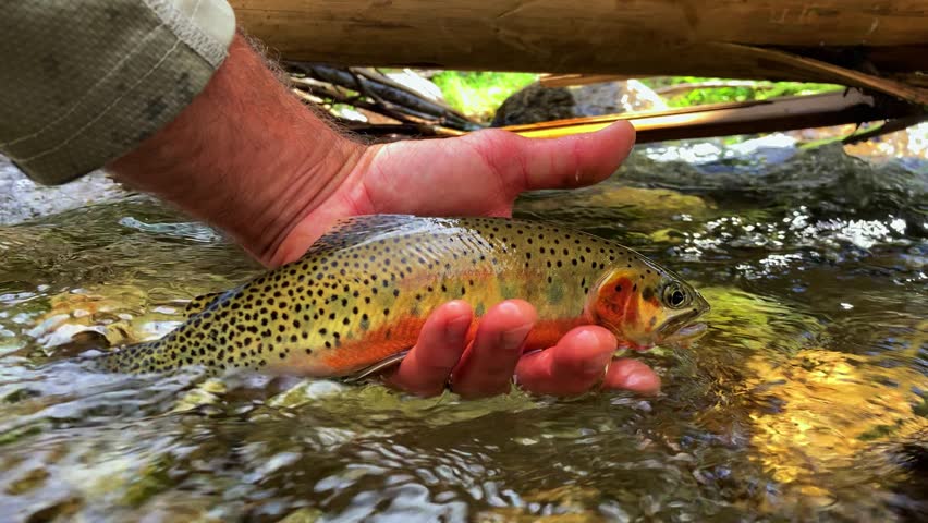 Wild cutthroat trout is gently released into a crystal-clear mountain stream after catch and release fly fishing. Scenic freshwater conservation footage. 60fps slow motion.