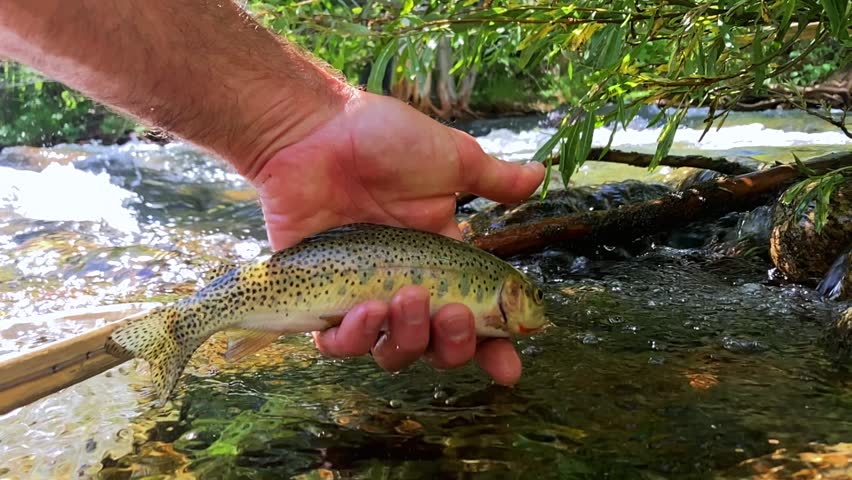 Wild cutthroat trout is gently released into a crystal-clear mountain stream after catch and release fly fishing. Scenic freshwater conservation footage. 240fps slow motion.