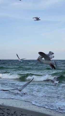 Flock of seagulls flying over wavy sea shore on sunny day
