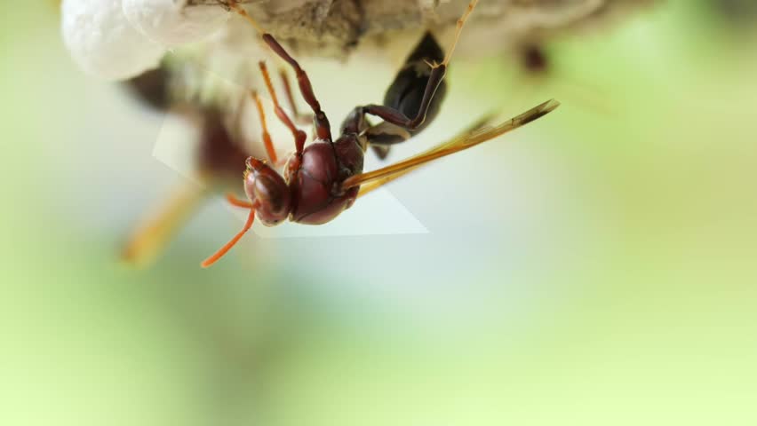 macro shooting of a hornet