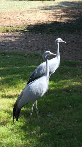 Blue cranes (Anthropoides paradiseus), endemic to South Africa. This species is the national bird of South Africa and is classified as Vulnerable. They have pale bluish gray plumage, darker elongated tertiary feathers draping over the tail, and a pale-colored head.
