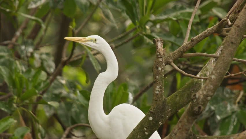 A Great Egret (Ardea alba) stands alert among tree branches in a tropical wetland, gracefully observing its surroundings. The footage showcases the bird