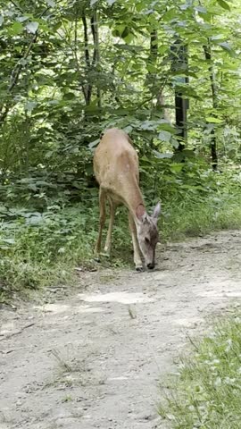 Whitetail deer in Governor Dodge State Park