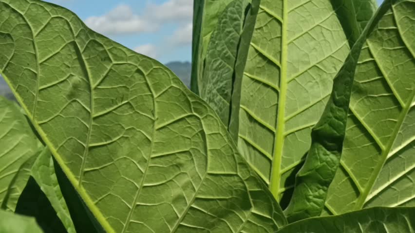 Close up of fresh green tobacco leaf texture with mountain background