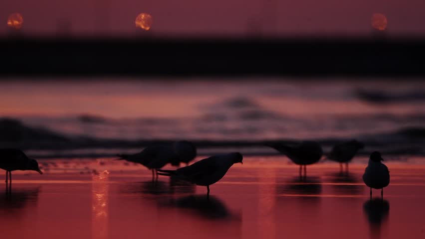 Flock Of Seagulls At Dawn On The Seaside
