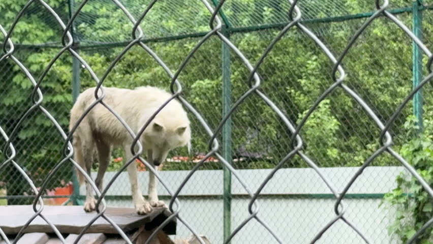 White Arctic Wolf Standing High Behind Chain Link Mesh Fence Looking at Camera in Zoo
