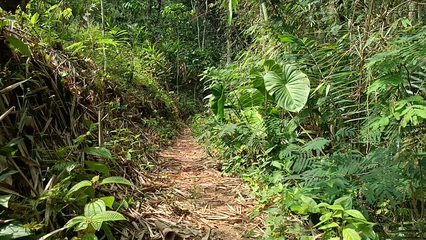 Scenic Forest Trail Winding Through Lush Green Woodland