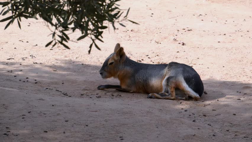 Patagonian mara (Dolichotis patagonum), a large rodent native to Argentina. Because of its appearance, it is often referred to as the Patagonian cavy or Patagonian hare, although it is actually a close relative of the guinea pig (Cavia porcellus).