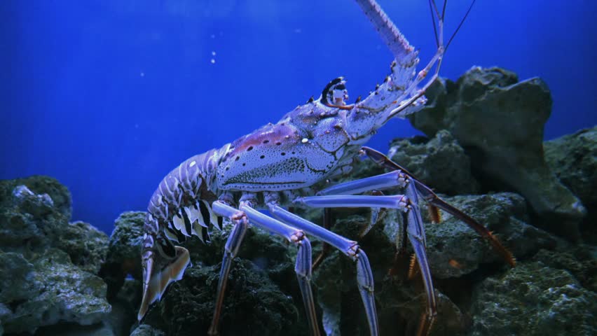 Spiny lobster, a crustacean belonging to the family Palinuridae. Unlike true clawed lobsters (family Nephropidae), spiny lobsters possess long, robust antennae for defense and lack large chelae (claws). They are characterized by their bodies covered with prominent spines, which provide protection against predators such as snappers (family Lutjanidae), groupers (subfamily Epinephelinae), and octopuses (order Octopoda).