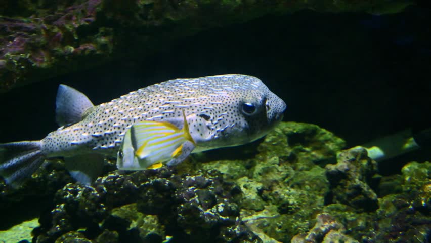 The fish is the spotfin porcupinefish (Diodon hystrix), which can be identified by its elongated, slender spines that lie closely appressed to the body. It belongs to the family Diodontidae, whose members are distinguished from typical pufferfishes by their prominent erectile spines