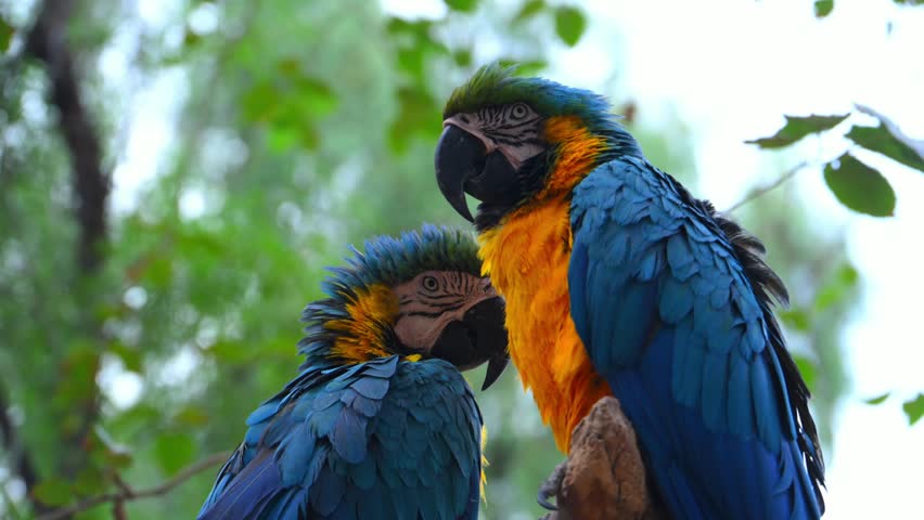 A pair of blue and yellow macaws (Ara ararauna) against a background of green foliage. This parrot species is distinguished by its vivid blue wings and bright yellow underparts. Ara ararauna is native to South America, with a natural distribution ranging from Panama and the Amazon Basin to Bolivia and Brazil