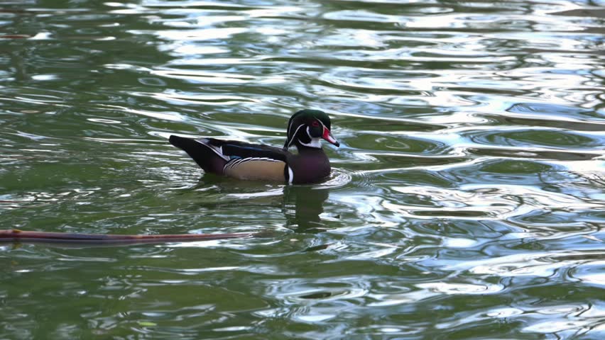 Male of the wood duck (Aix sponsa), a brightly colored North American waterfowl renowned for its spectacular ornamental plumage. Male wood ducks are distinguished by an iridescent green crest, vivid red eyes, and intricate white markings on the face and neck.