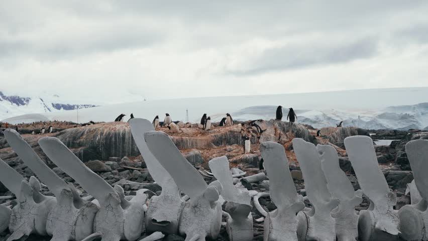 Gentoo penguin colony roams rocky ground beside weathered whale bones and mountains at former whaling site