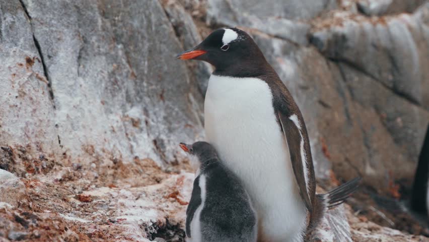 Adult gentoo penguin regurgitates food to feed hungry chick beside rocky shore in Antarctic peninsula wildlife colony