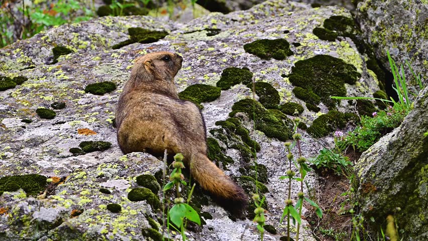 A marmot in the mountains in summer