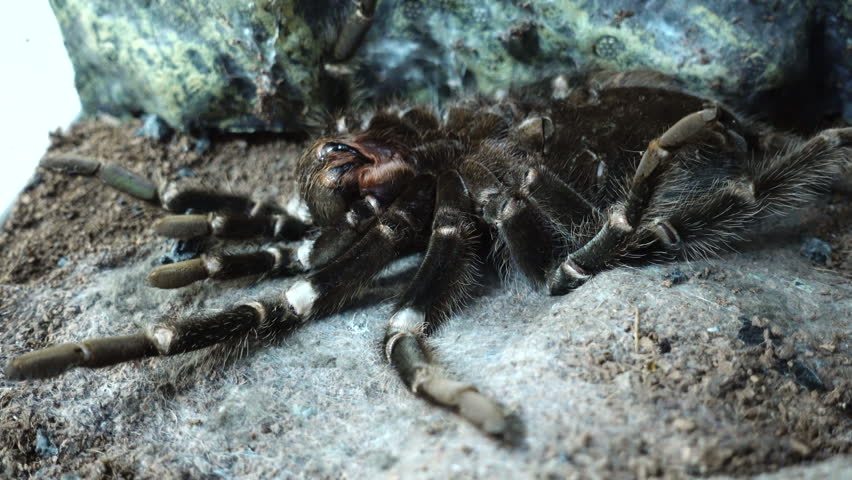 Spider Tarantula Shedding Skin, Molting While Lying on its Back. Spider Lasiodora Parahybana or Brazilian Salmon Pink Bird-eating Tarantula in Terrarium