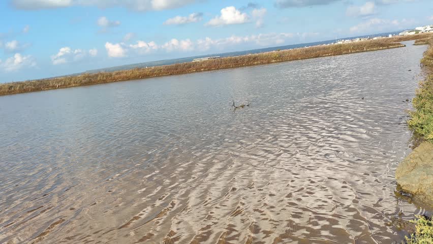 Wild bird swimming and diving in a scenic wetland lake under a blue cloudy sky during daylight