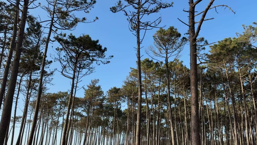 Tall pine trees along a forest road