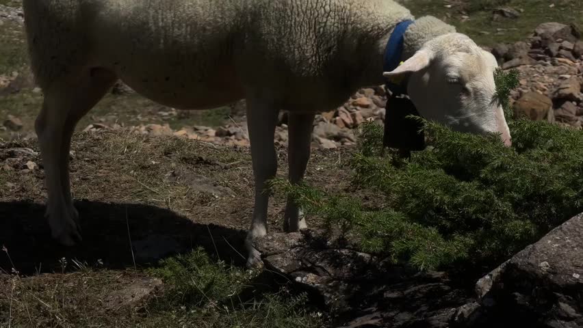 Cow grazing in a mountain pasture