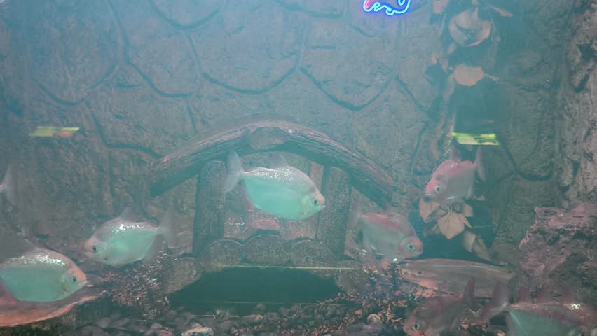 Silver dollar fish swimming gracefully in freshwater aquarium tank with decorative bridge and textured stone background