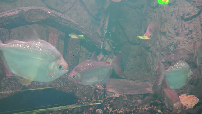 Silver Dollar Fish swimming gracefully in a freshwater aquarium with artificial rock and bridge decorations