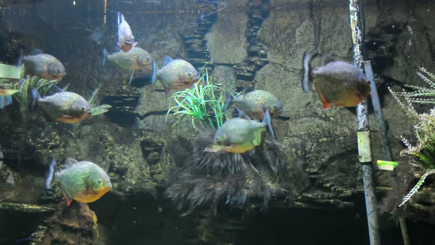 Red-bellied Piranha School Swimming in Aquarium Tank with Underwater Rock Scenery and Artificial Plants