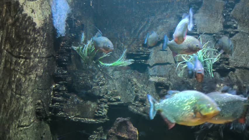 Red-bellied piranha fish swimming in a group inside a freshwater aquarium tank with rocks