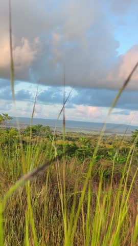 Hillside Landscape Tall Grass Swaying Against Cloudy Sky During Sunset In Tropical Countryside