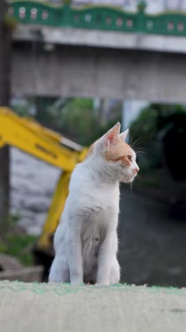 A white and orange domestic cat sits on the asphalt road, staring intently off to the side at the outdoor surroundings.