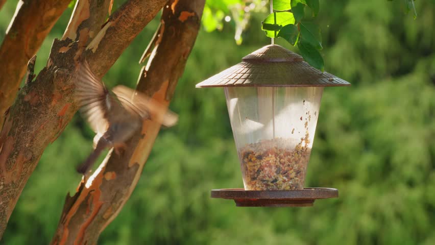 House Finch Bird Perched At A Bird Feeder On A Sunny Day. Close-up Shot