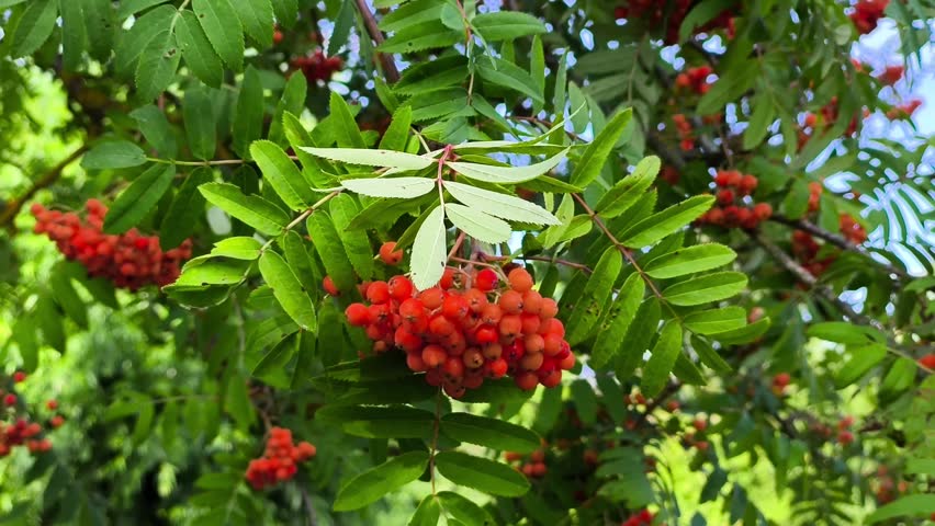 Red Rowan Berries Bunch Swaying on Tree Branch in Sunny Summer Garden