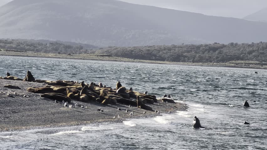 South American Sea Lion Colony on Beagle Channel Shore
