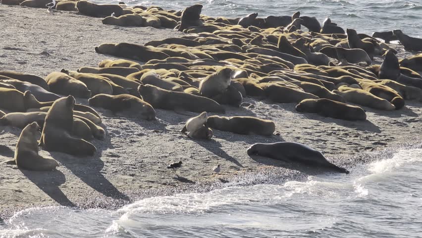 A dense colony of South American sea lions (Otaria flavescens) rests together on a coastal shore beside the cold waters of the Beagle Channel. Adult males, females and younger animals gather near the surf while seabirds move among them. Ushuaia, Tierra del Fuego, Argentina, March 7, 2026.
