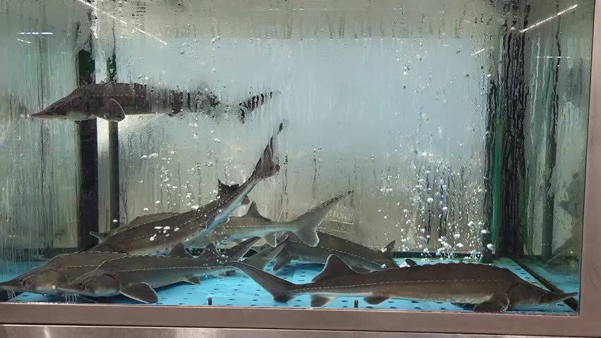 Behind the glass, large sturgeons swim in an aquarium in a supermarket.