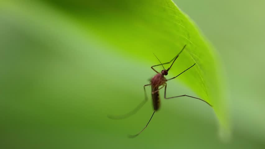 Exquisite details of close Up Shot of Mosquito Dangerous Insect Parasite Sitting on Plant Stem 180fps Captured in Cinematic High Detail Footage