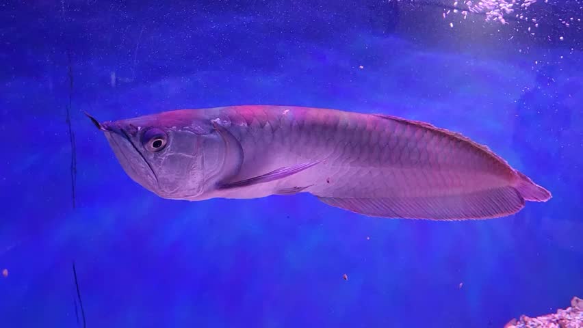 A tropical freshwater fish, Arawana, swims in a blue aquarium.