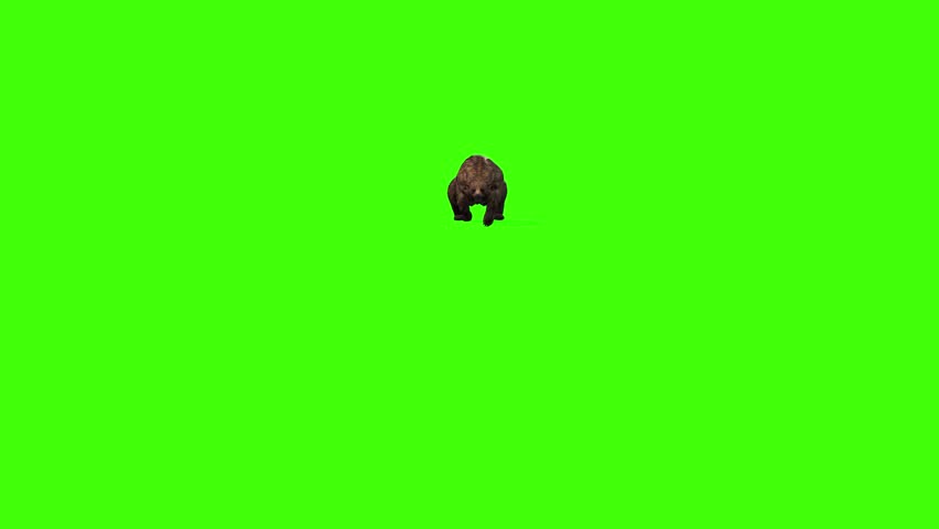 4k grizzly bear fast running from afar, approached front view loop animation isolated on Green Screen, 3D brown bear running rendering on the chroma key, Scientific name, Ursus arctos horribilis