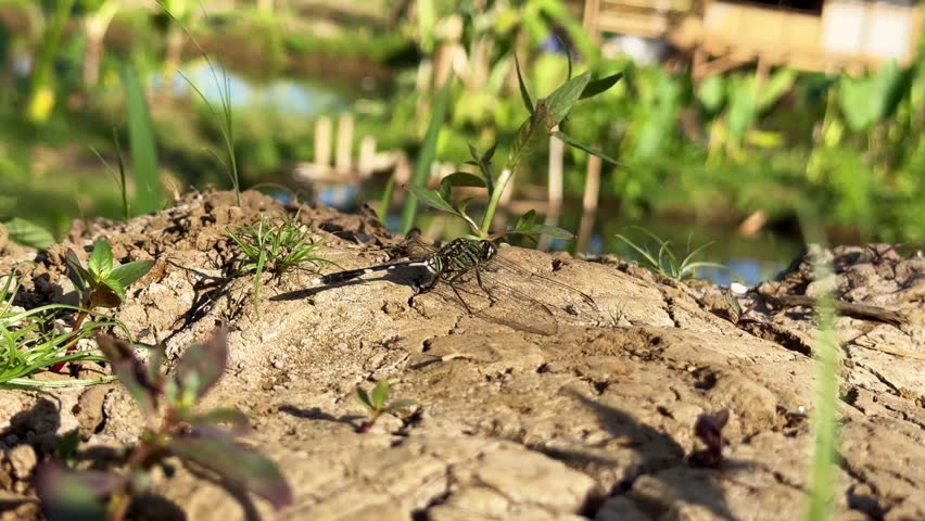 Dragonfly Resting on Dry Ground Near a Rural Pond, A wild dragonfly perched on textured, cracked brown earth, with a background of lush green vegetation and a blurred rural pond environment on a sunny afternoon.